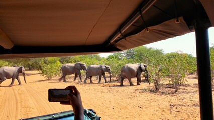 Safari Skyline At Chobe National Park In Kasane Botswana. African Animals Background. Wildlife Landscape. Chobe National Park At Kasane Botswana. Safari Scenery. Wild Scene.