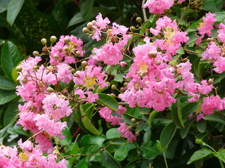 vibrant collection of blooming flowers in various shades of pink, yellow, and white, arranged together in a garden setting.