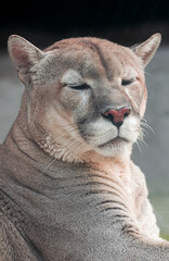 cougar, (Puma concolor), head portrait, with half-closed eyes