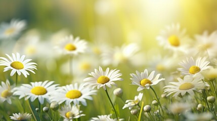 Fototapeta premium White daisy flowers blooming in a sunny green meadow during a bright summer day.