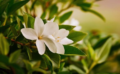 Jasmine Flower on Lush Greenery.