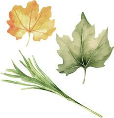 Vector Watercolor leaves, set, clipart, oak leaf. Illustrations for trip, invitation, greeting cards, birthday, event, holiday, camping