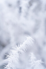Frost-covered branches glisten in a winter landscape during a quiet morning