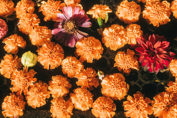 出流原弁天池の花手水