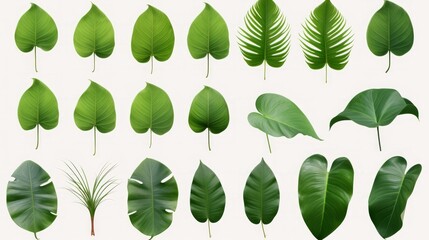 Fototapeta premium Set of Tropical leaves isolated on white background. Beautiful tropical exotic foliage. Neural network ai generated art