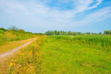 The edge of a lake with reed and wild flowers in summer,  Almere, Flevoland, The Netherlands, August 13, 2024
