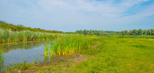 The edge of a lake with reed and wild flowers in summer,  Almere, Flevoland, The Netherlands, August 13, 2024