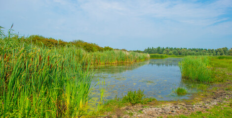The edge of a lake with reed and wild flowers in summer,  Almere, Flevoland, The Netherlands, August 13, 2024