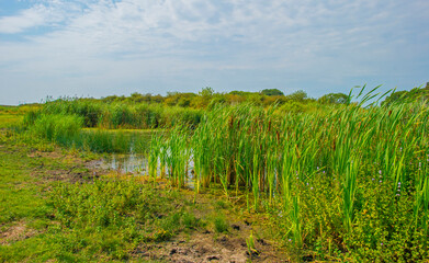 Obraz premium The edge of a lake with reed and wild flowers in summer, Almere, Flevoland, The Netherlands, August 13, 2024