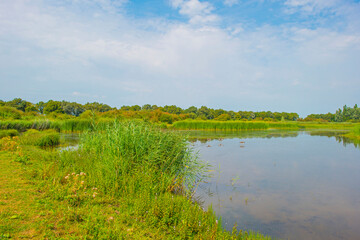 The edge of a lake with reed and wild flowers in summer,  Almere, Flevoland, The Netherlands, August 13, 2024