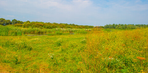 The edge of a lake with reed and wild flowers in summer,  Almere, Flevoland, The Netherlands, August 13, 2024