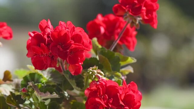 Geranium red flowers. Beautiful geranium flower blooming on a terrace, outside. Nature. Slow motion. Pelargonium. Geranium Peltatum. Outdoor Garden, gardening. Slow motion