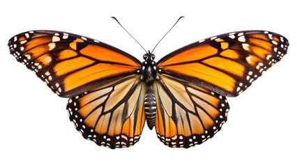 Obraz premium monarch-full-body-white-background