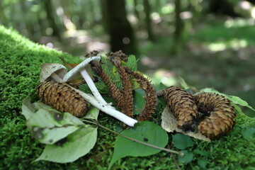 As a result of the squirrel eating the pine cone, a pine cone in the shape of a fried shrimp was left behind.