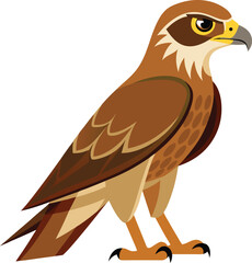 A hawk stands on the ground 