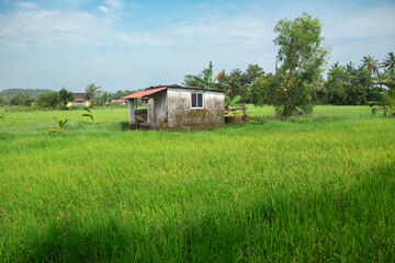 Obraz premium Farmers house surrounded with paddy field. Organic farming. Monsoon season and green rice field.