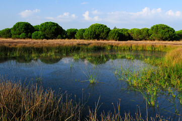 Feuchtgebiet im Nationalpark Coto de Doñana - Spanien // Lake in Doñana National Park - Spain