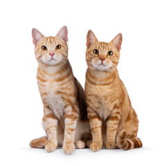 2 Purebred European Shorthair cats, sitting beside each other facing front. Looking curious towards camera. Isolated on a white background.