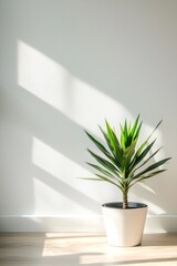 A minimalist workspace with a single, vibrant green plant against a white wall. 