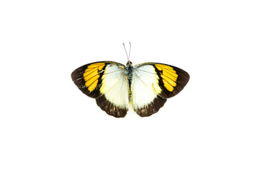Yellow butterfly isolated on white background, Butterfly close-up