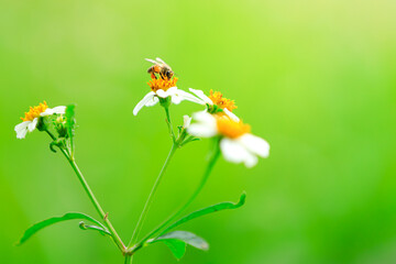 Bee on a white flowers with green background, Honey bee close-up