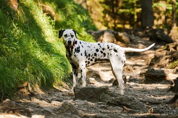 Dalmatian on a mountain hiking trail