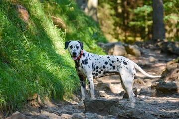 Dalmatian on a mountain hiking trail