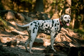 Dalmatian on a mountain hiking trail