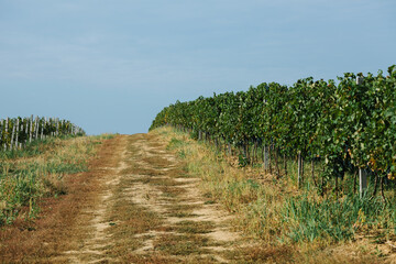 Obraz premium Dirt Path Through Vineyard on a Sunny Day