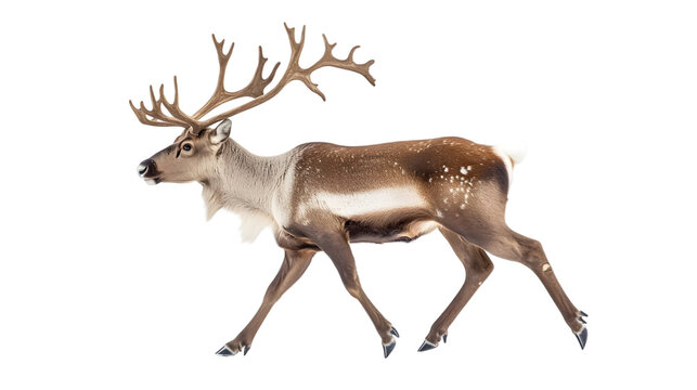 Reindeer walking running, isolated on white background