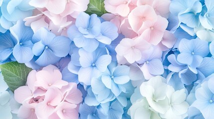 Obraz premium Colorful hydrangea blossoms bloom vibrantly in a garden, displaying stunning blue and pink petals among lush green foliage, creating a serene natural backdrop