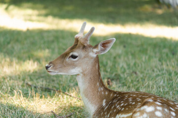 Portrait of a young spotted sika deer chital or cheetal with horns lying in the grass illuminated by the sun. Axis deer in the park is friendly to people, family Cervidae concept