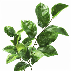 plant green leaves nature foliage stem flora botanical vegetation leaf growth fresh greenery natural organic houseplant 