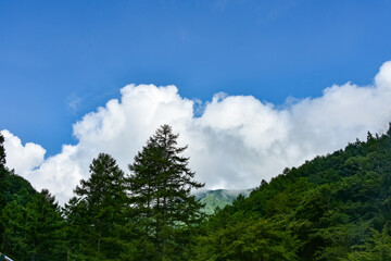 日本の夏　緑のある風景