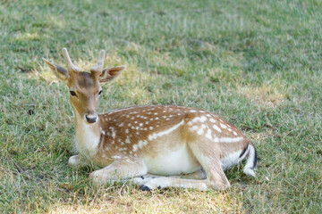 Full body young spotted deer cheetal or chital with antlers lying on grass and resting. Concept of ungulates of the Cervidae family