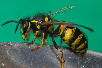Wasp sitting on the edge of a metal spoon sideview.