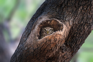 A Spotted Owl