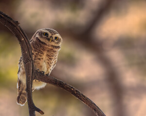 A Spotted Owl