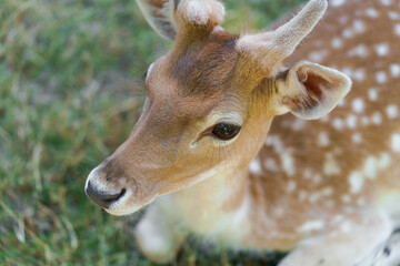 Close-up of a young spotted sika deer chital or cheetal with antlers and eyelashes lit by the sun. The concept of axis deer in the park is friendly to people. Image for your design