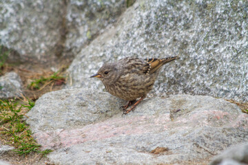 finch (sparrow) on a rock in the forest, 