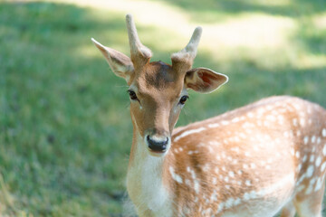 Portrait of a young spotted sika deer chital or cheetal illuminated by the sun looking at the camera. The concept of axis deer in the park is friendly to people. Image for your design