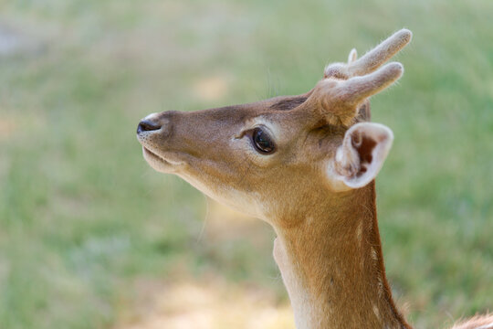 Side portrait of a young brown spotted chital or cheetal deer with horns in the park. The concept is friendly to people axis deer in nature.