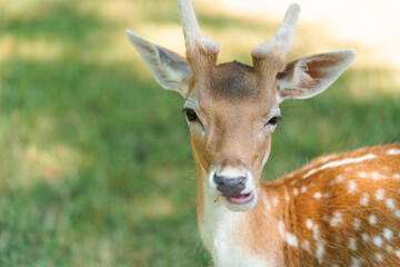 Funny portrait of a young brown spotted chital or cheetal deer with antlers chewing food in a park...