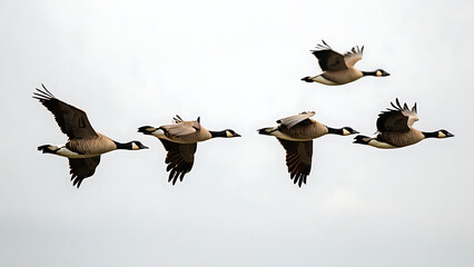 Obraz premium Geese flying in a V-formation 