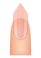 Nail shape manicure. Type of fingernail extension. Professional manicure template. Salon fashion type trend.  cartoon nail art on white background