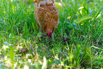 Brown chicken grazing on meadow at Swiss farm on a sunny hot summer morning. Photo taken August 14th, 2024, Zurich, Switzerland.
