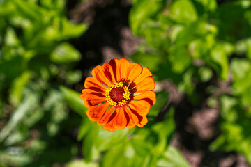 Close-up of beautiful blossom of red, orange and yellow Zinnia peruviana (L.) L. flower at Swiss farm on a sunny hot summer morning. Photo taken August 14th, 2024, Zurich, Switzerland.