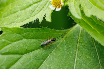 Vue macro d'un Ichneumon sur une feuille verte, France
