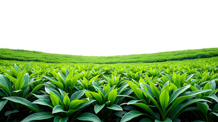 Lush green tropical plants in vibrant landscape against black background