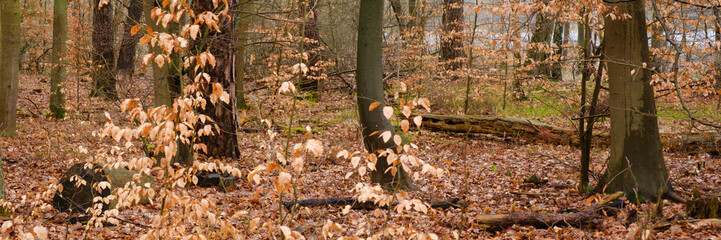 Buchenwald, Müritz Nationalpark, Mecklenburgische Seenplatte, Mecklenburg, Mecklenburg-Vorpommern, Deutschland, Europa